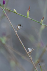 Stephanomeria paniculata