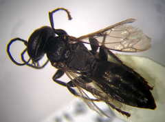 Tachysphex opacus