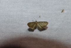 Eupithecia haworthiata