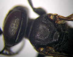 Tachysphex opacus