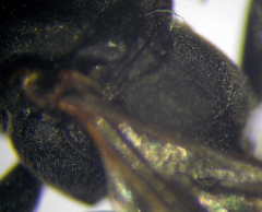 Tachysphex opacus