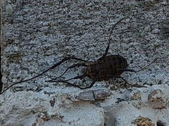 Oligolophus hanseni