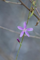 Stephanomeria paniculata