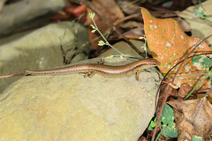 Scincella formosensis