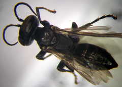 Tachysphex opacus