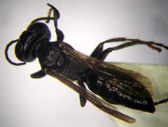 Tachysphex opacus