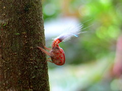 Nogodinidae