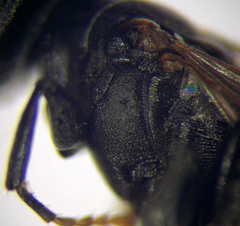 Tachysphex opacus