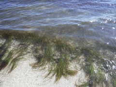 Syringodium filiforme