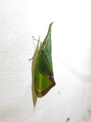 Odontoptera carrenoi