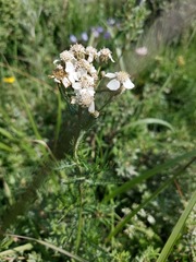 Achillea impatiens