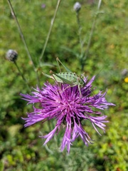 Poecilimon intermedius