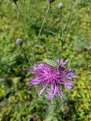 Poecilimon intermedius