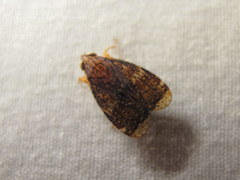 Coelidia
