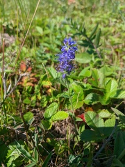 Veronica porphyriana