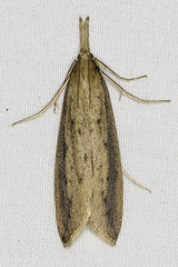 Donacaula maximellus