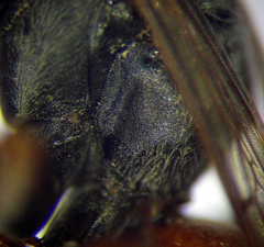 Tachysphex panzeri