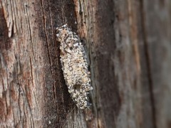 Dahlica triquetrella