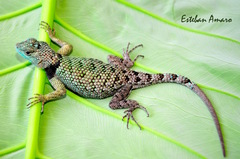 Stejneger's Blackcollar Spiny Lizard photo 4