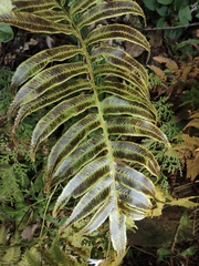 Plagiogyria japonica
