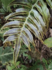 Plagiogyria japonica