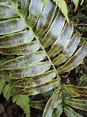 Plagiogyria japonica