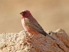 Carpodacus synoicus