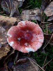 Russula aquosa