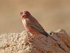 Carpodacus synoicus