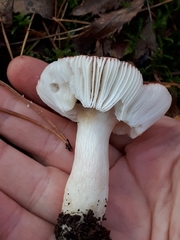 Russula aquosa