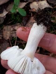 Russula aquosa