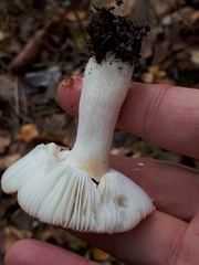 Russula aquosa