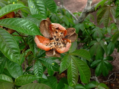 Cochlospermum orinocense