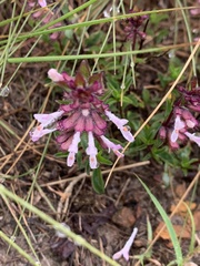 Syncolostemon pretoriae