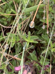 Syncolostemon pretoriae