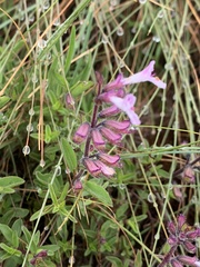 Syncolostemon pretoriae