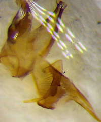 Tachysphex panzeri