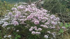 Iberis linifolia dunalii