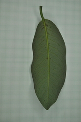 Myristica ceylanica