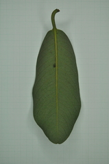 Myristica ceylanica