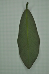 Myristica ceylanica