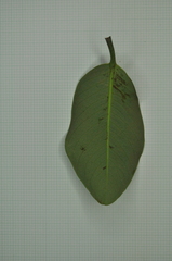 Myristica ceylanica