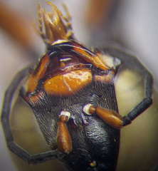 Tachysphex panzeri