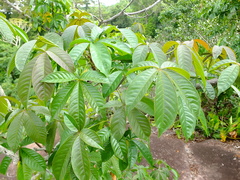 Cochlospermum orinocense