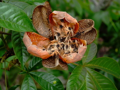 Cochlospermum orinocense
