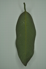 Myristica ceylanica