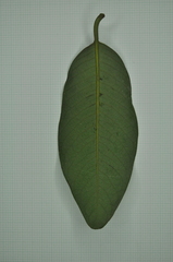 Myristica ceylanica