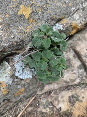 Stemodiopsis kamundii