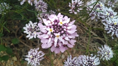 Iberis linifolia dunalii