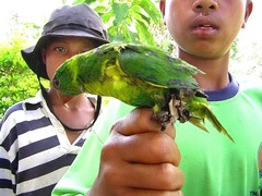 Trichoglossus weberi